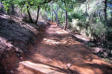 Roussillon : les carrières d'ocre, chemin au milieu de la pinède