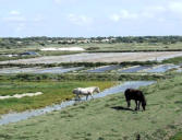Noirmoutier en l'Ile : marais salants et chevaux en liberté