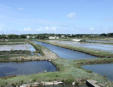 Noirmoutier en l'Ile : marais salants