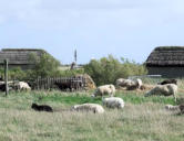 La Barre de Monts - écomusée " le Daviaud "- moutons