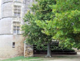 Château de Martigné Briant, tour, massif et arbre