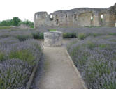 Maillezais   ( le marais poitevin ) l'abbaye Saint Pierre  murs, puit et lavande