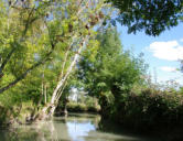 Maillezais   ( le marais poitevin ) balade en barque dans le marais 7