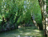 Maillezais   ( le marais poitevin ) balade en barque dans le marais 8