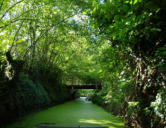 Maillezais   ( le marais poitevin ) balade en barque dans le marais 12