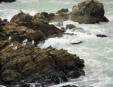 La Pointe de Chemoulin- l'océan à l'assaut des rochers