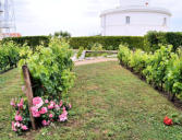 Saint Denis d'Oléron : vigne au phare de chassiron