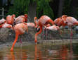 La Palmyre   ( le zoo ) flammants rose