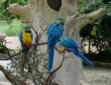 La Palmyre   ( le zoo ) aras bleus