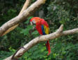 La Palmyre   ( le zoo ) ara rouge