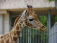 La Palmyre   ( le zoo ) girafe