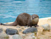 La Palmyre   ( le zoo ) loutre