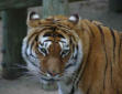 La Palmyre   ( le zoo )  tigre
