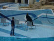 La Palmyre   ( le zoo ) otarie