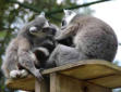 La Palmyre   ( le zoo ) primates