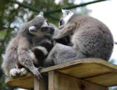 La Palmyre   ( le zoo ) primates