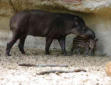 La Palmyre   ( le zoo ) tapirs