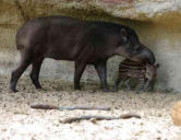 La Palmyre   ( le zoo ) tapirs