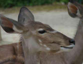 La Palmyre   ( le zoo ) animal 2