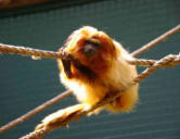 La Palmyre   ( le zoo ) tamarin