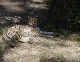 La Palmyre   ( le zoo ) jaguar
