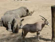 La Palmyre   ( le zoo ) rhinocéros,impala