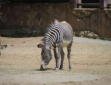 La Palmyre   ( le zoo ) zebre