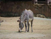 La Palmyre   ( le zoo ) zebre