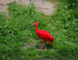 La Palmyre   ( le zoo ) aigrette