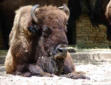 La Palmyre   ( le zoo ) bison