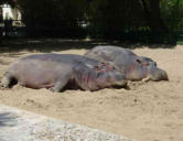 La Palmyre   ( le zoo ) hippopotame