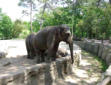 La Palmyre   ( le zoo ) éléphant