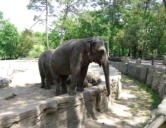 La Palmyre   ( le zoo ) éléphant