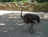 La Palmyre   ( le zoo ) autruche