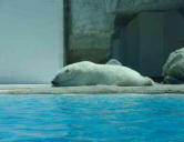 La Palmyre   ( le zoo ) ours blanc