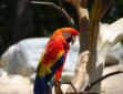 La Palmyre   ( le zoo ) perroquet