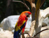 La Palmyre   ( le zoo ) perroquet