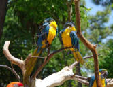 La Palmyre   ( le zoo ) perroquets