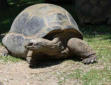 La Palmyre   ( le zoo ) tortue