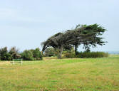 Saint Denis d'Oléron : arbres au phare de chassiron 