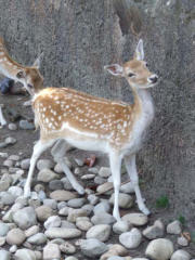 Lyon : parc de la Tête d'Or, faon du parc zoologique