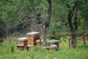 Entraigues : village et alentours, ruches dans un verger