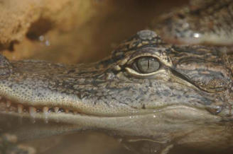 Pierrelatte : la ferme aux crocodiles, ici les crocodiles