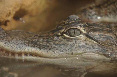 Pierrelatte : la ferme aux crocodiles, ici les crocodiles