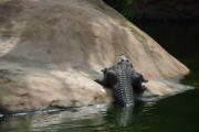 Pierrelatte : la ferme aux crocodiles, ici les crocodiles