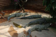 Pierrelatte : la ferme aux crocodiles
