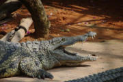 Pierrelatte : la ferme aux crocodiles, ici les crocodiles