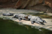 Pierrelatte : la ferme aux crocodiles, ici les crocodiles