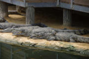 Pierrelatte : la ferme aux crocodiles, ici les crocodiles