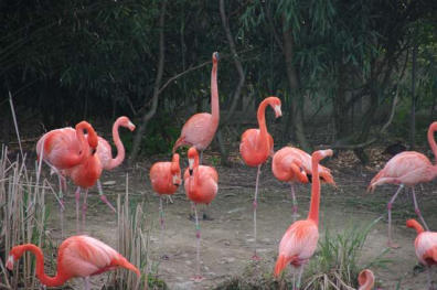 Villars les Dombes : le parc aux oiseaux, flamands roses